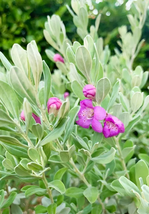 鉢植えレウコフィラムをシンボルツリーにする！｜そだレポ（栽培