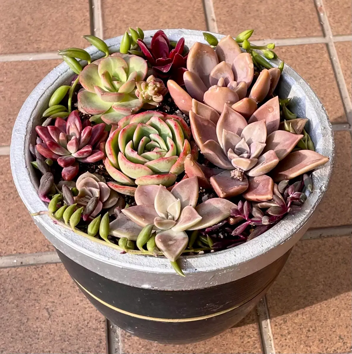 ❁ロンリーダック❁ ランダム配送 カット苗 寄せ植え 多肉植物 楽天市場】多肉 カット苗の通販