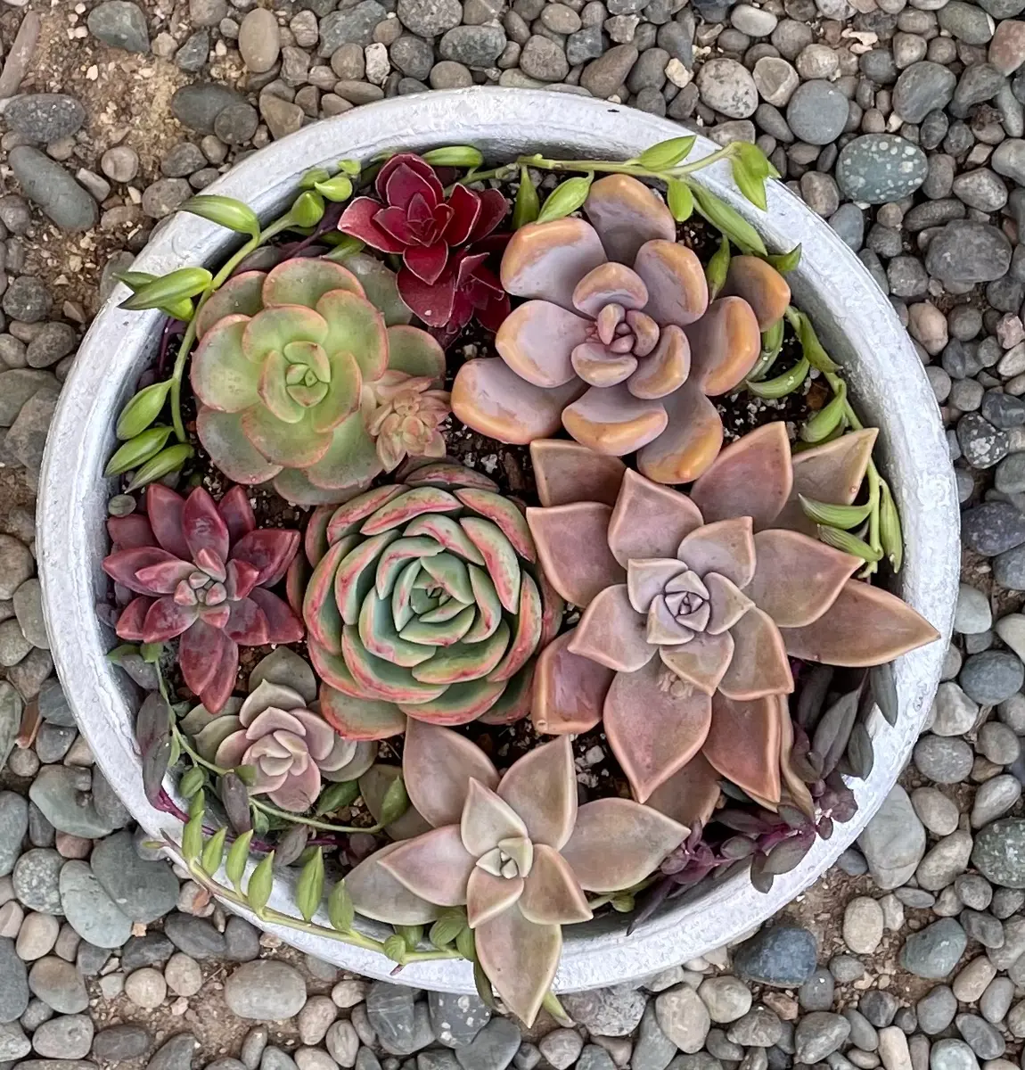 多肉の寄せ植え成長記録｜そだレポ（栽培レポート）byP'sガーデン