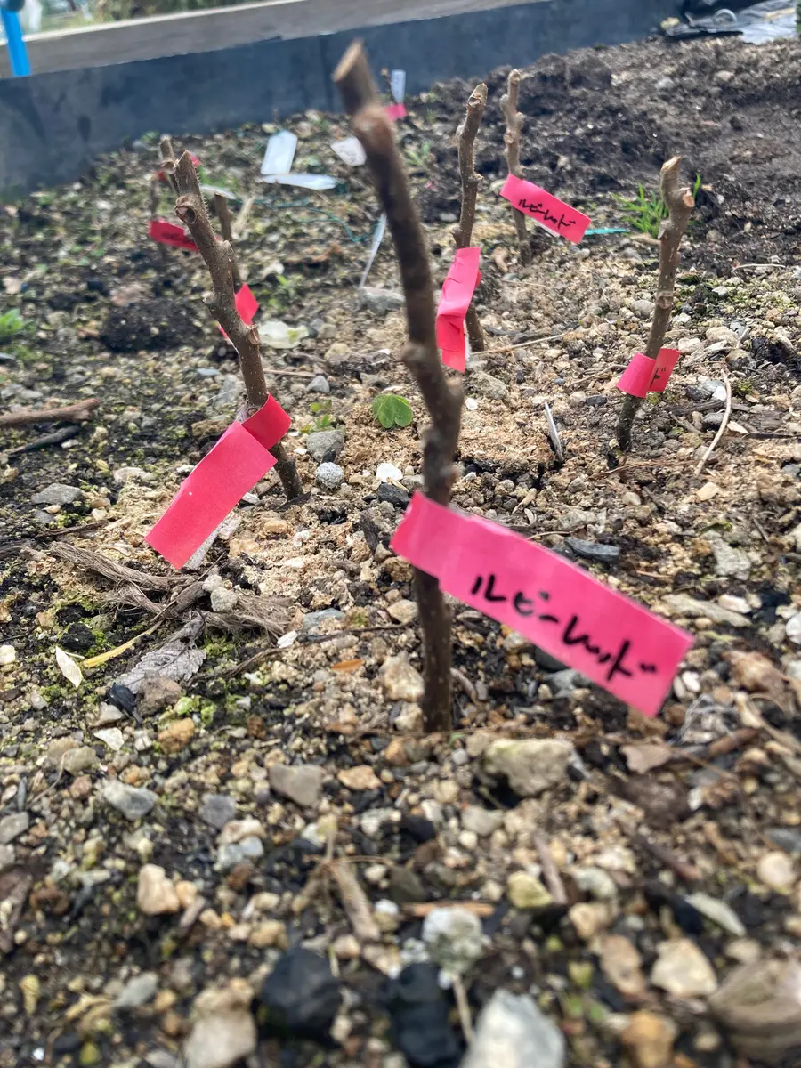 レッドブーツ 実生レッド系 確認用 レッドブーツ 実生レッド系