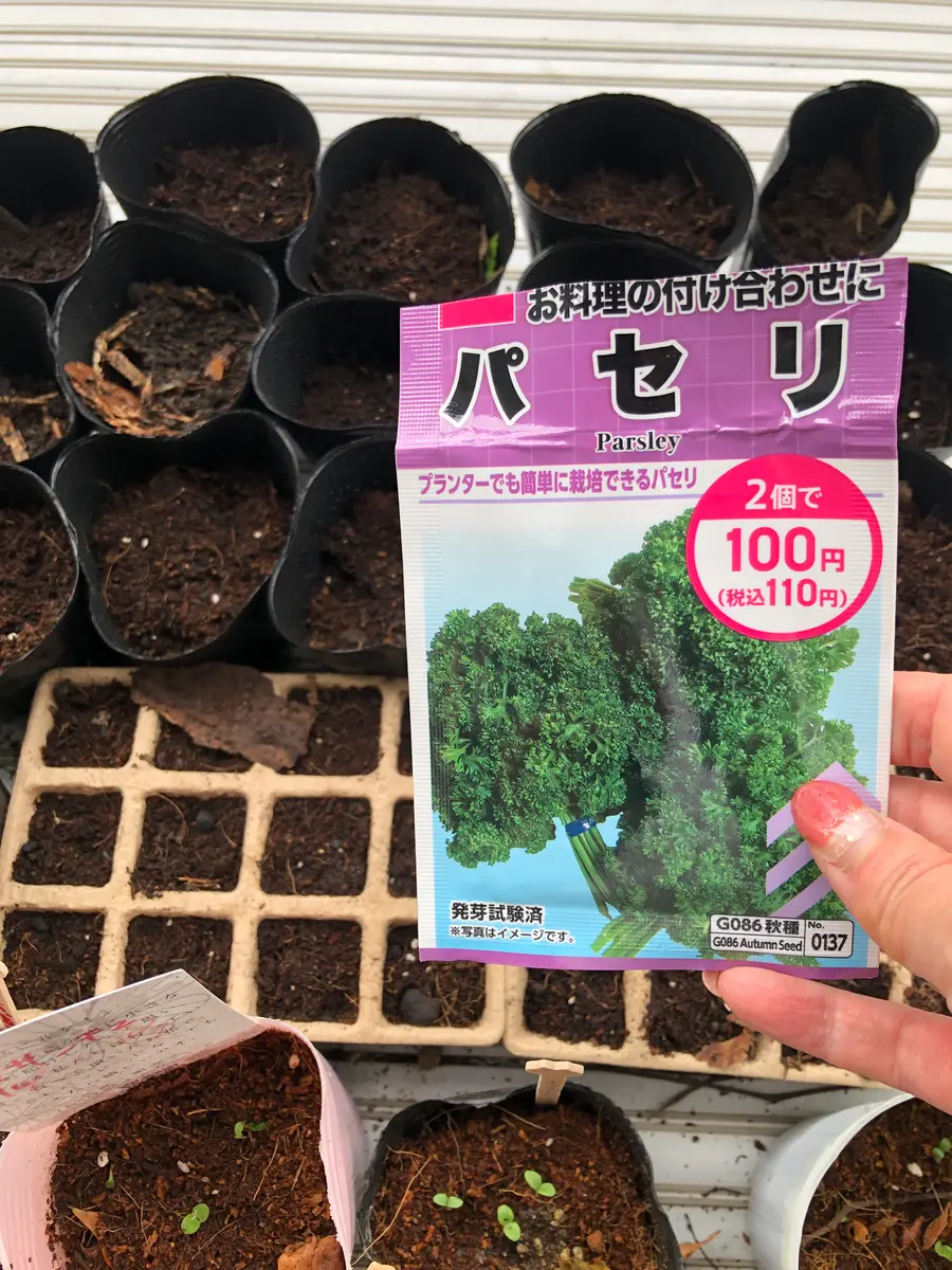失敗しないさし木のコツ～連載「