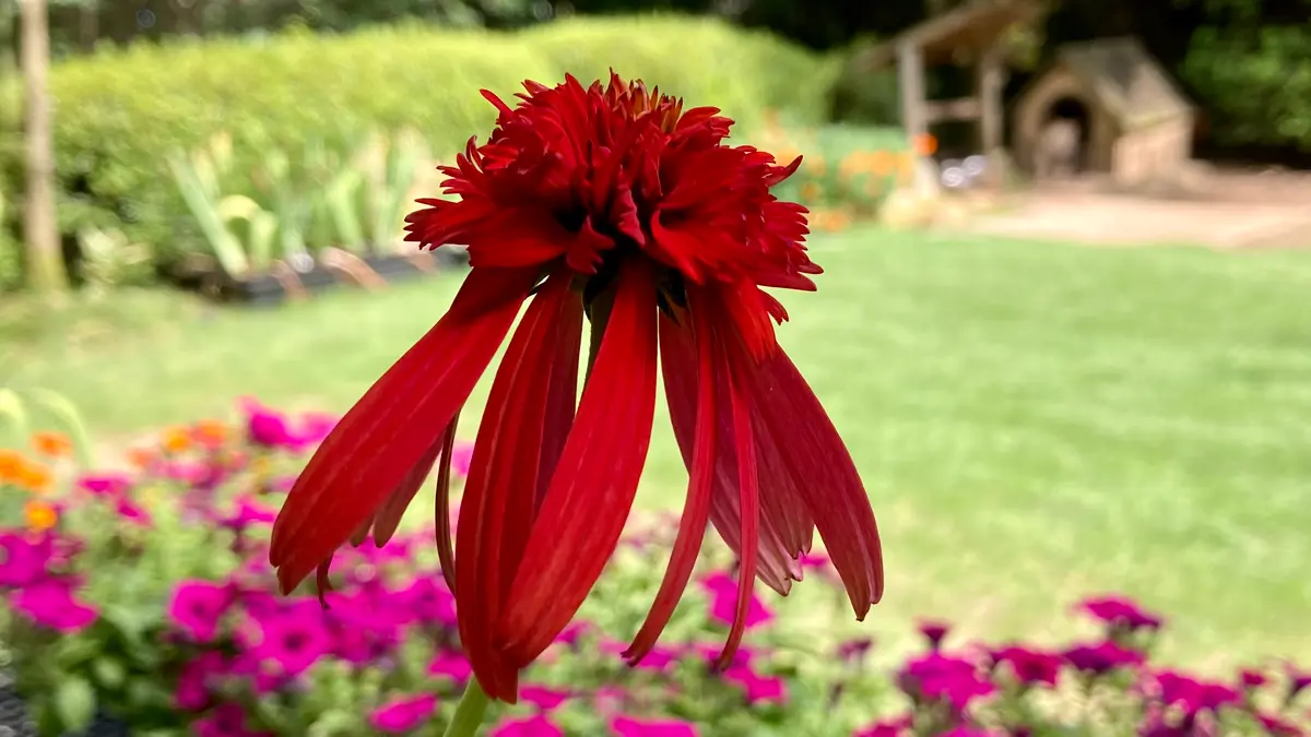 エキナセア・ホットパパイヤを挿し芽で増やせるか？やってみよう