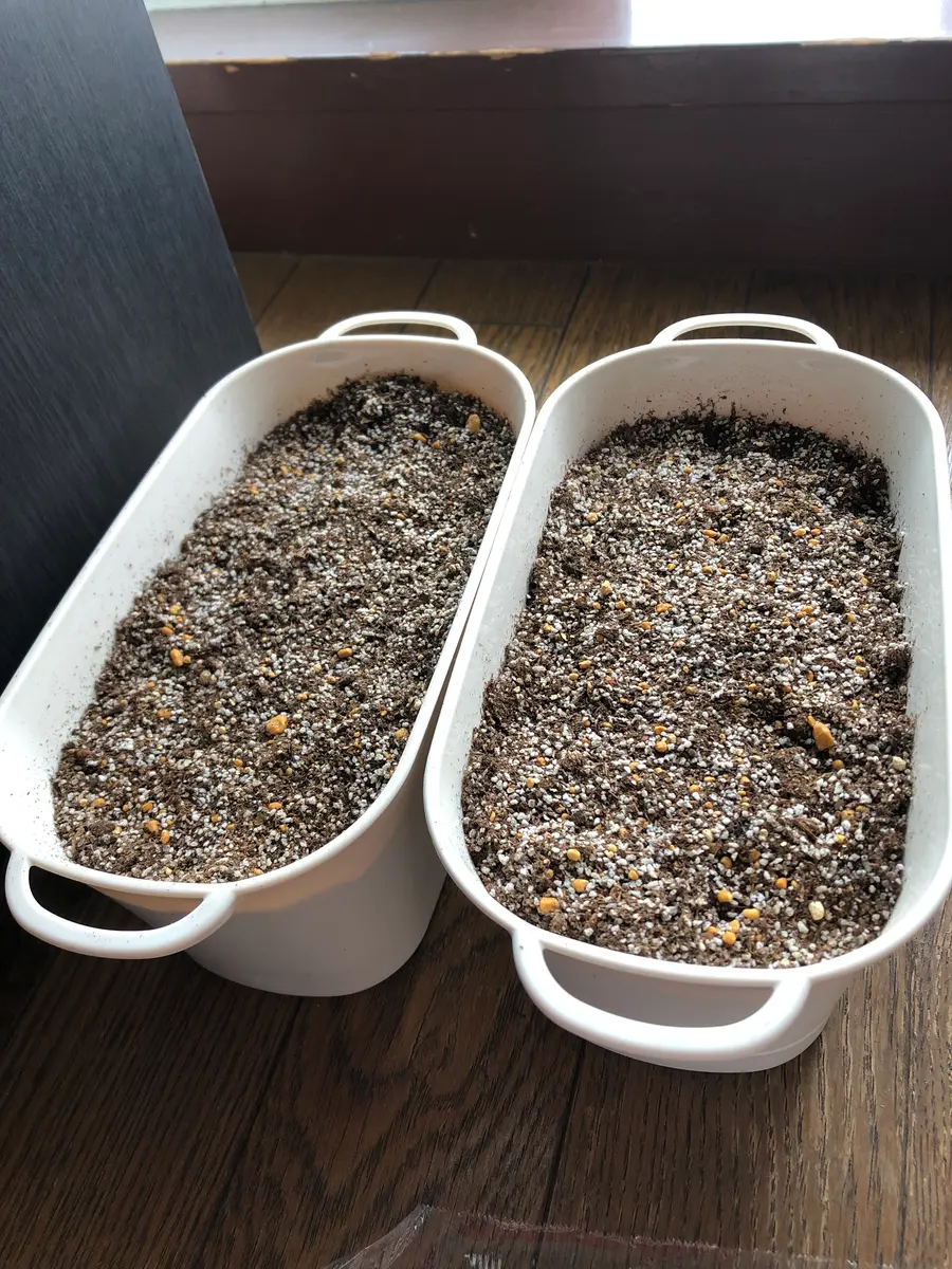 リトープスmix実生｜そだレポ（栽培レポート）byponponkozu｜みんなの