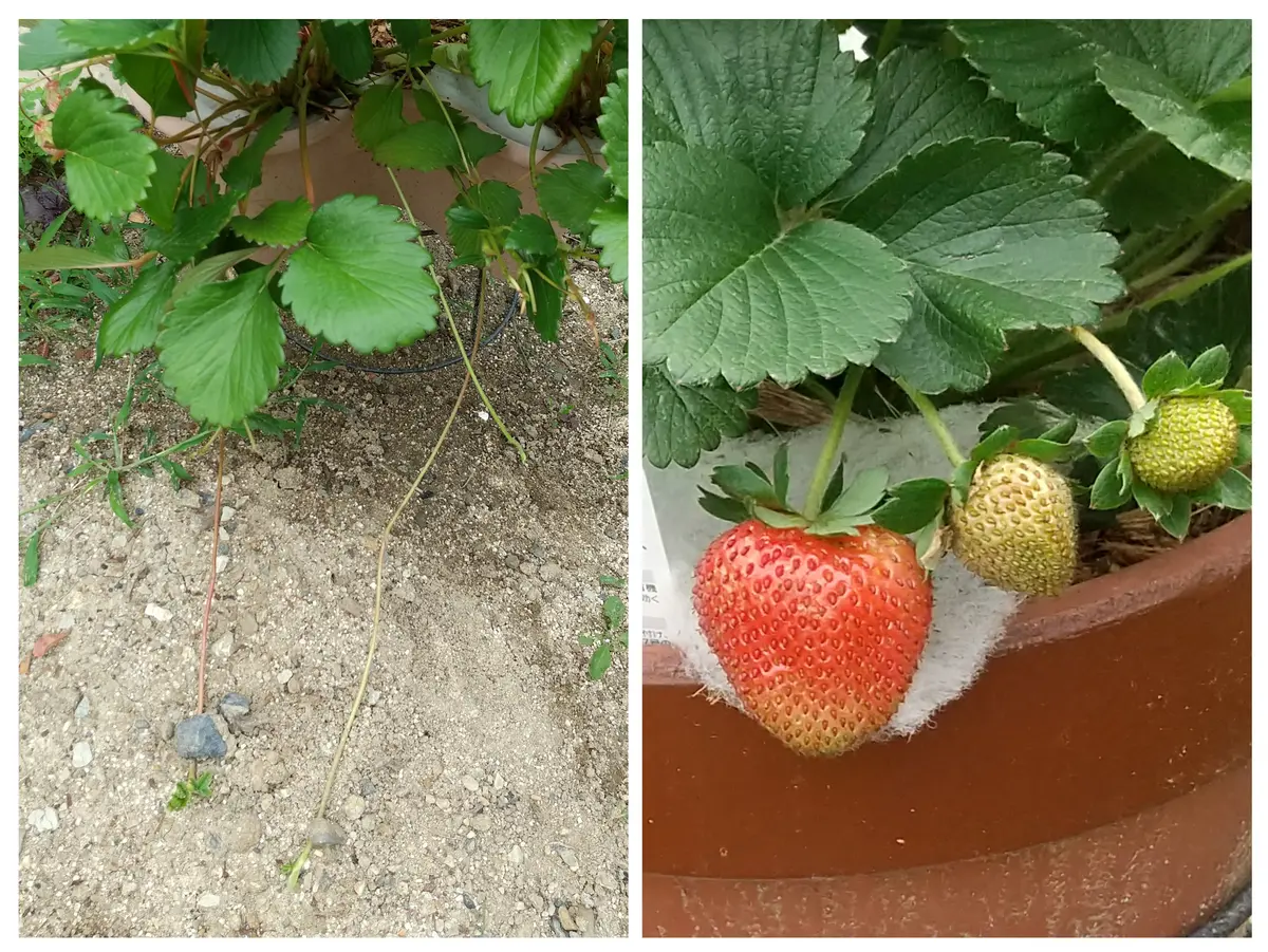 🍓イチゴ🍓四季成りと一季なり 両方を育ててみる｜そだレポ