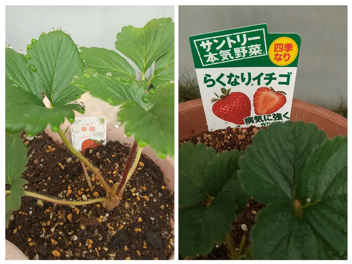 ?イチゴ?四季成りと一季なり 両方を育ててみる｜そだレポ（栽培 