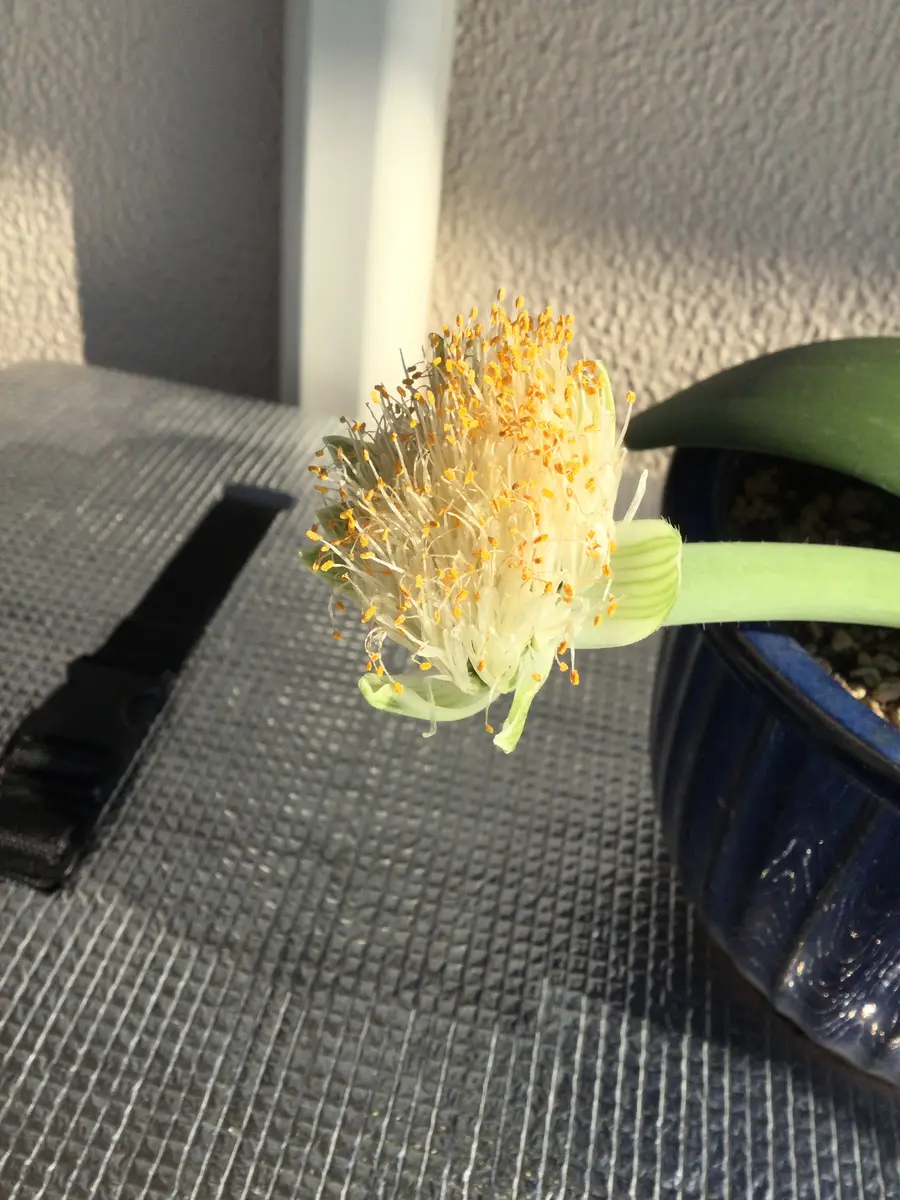 マユハケオモトの開花観察。｜そだレポ（栽培レポート）byはーと