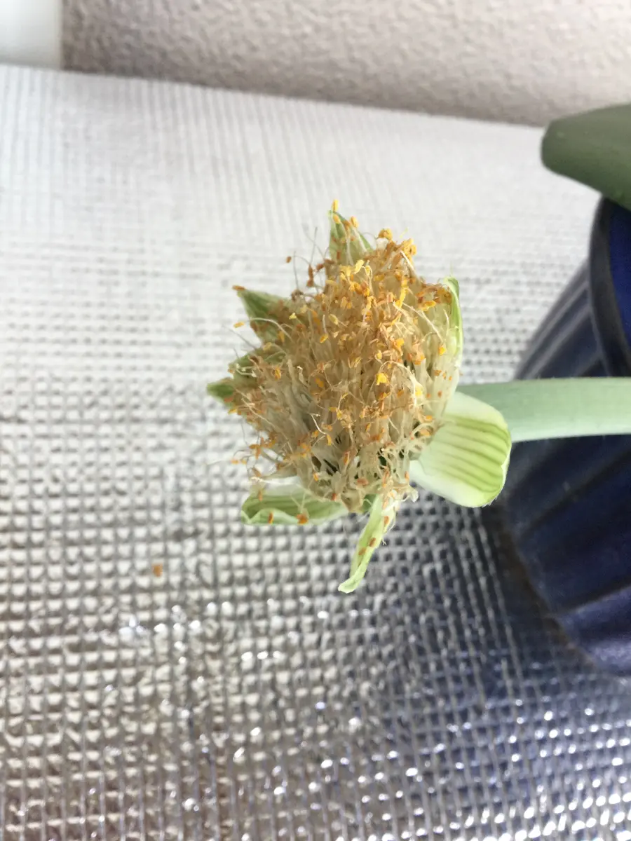 マユハケオモトの開花観察。｜そだレポ（栽培レポート）byはーとねこ