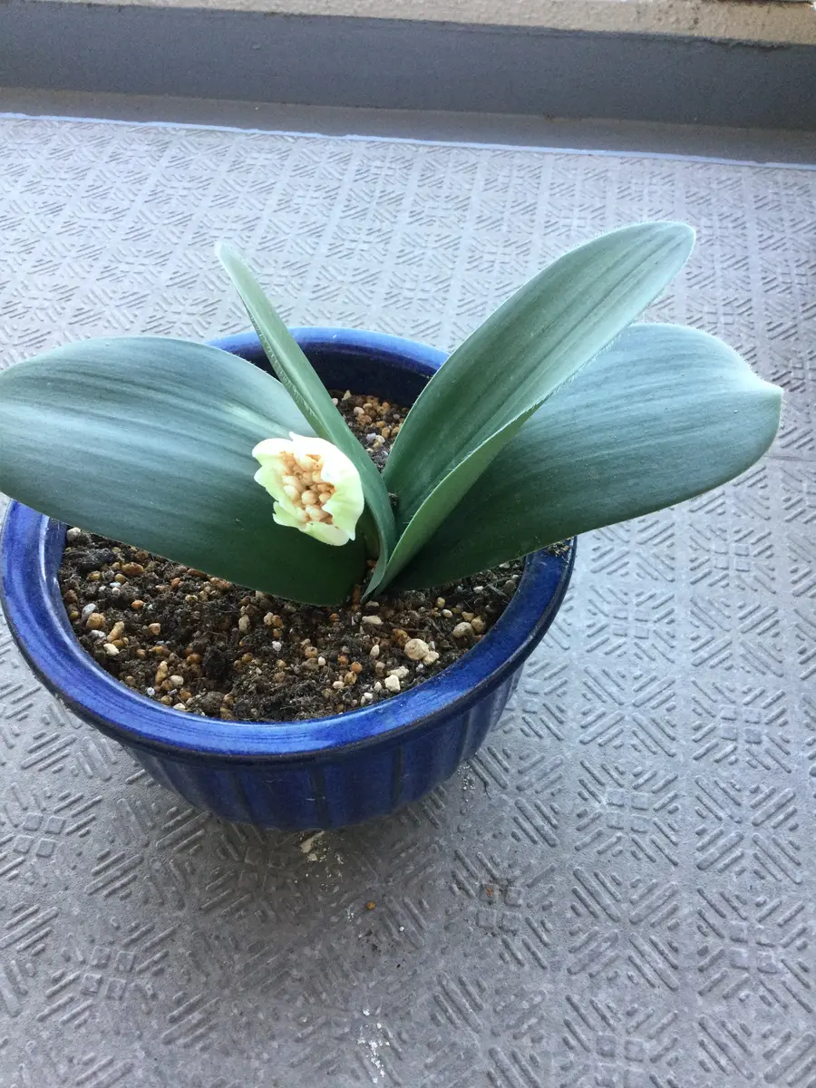 マユハケオモトの開花観察。｜そだレポ（栽培レポート）byはーと