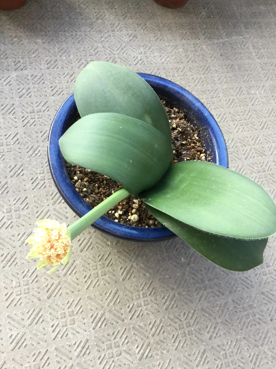 マユハケオモトの開花観察。｜そだレポ（栽培レポート）byはーとねこ