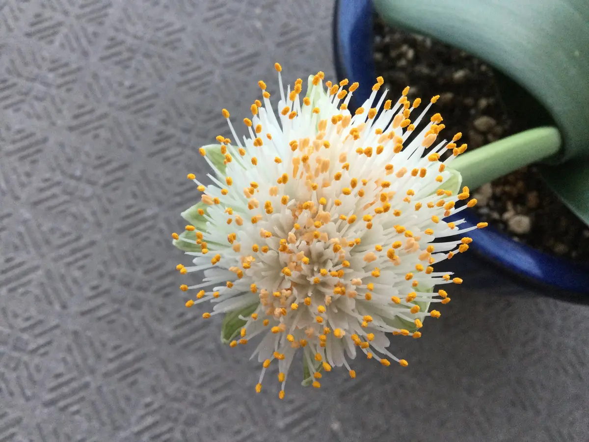 マユハケオモトの開花観察。｜そだレポ（栽培レポート）byはーと