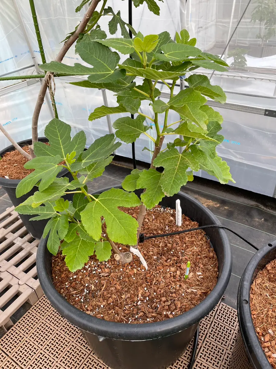 2022/10/18 ブラックマデイラフィゴプレト栽培記録｜そだレポ（栽培