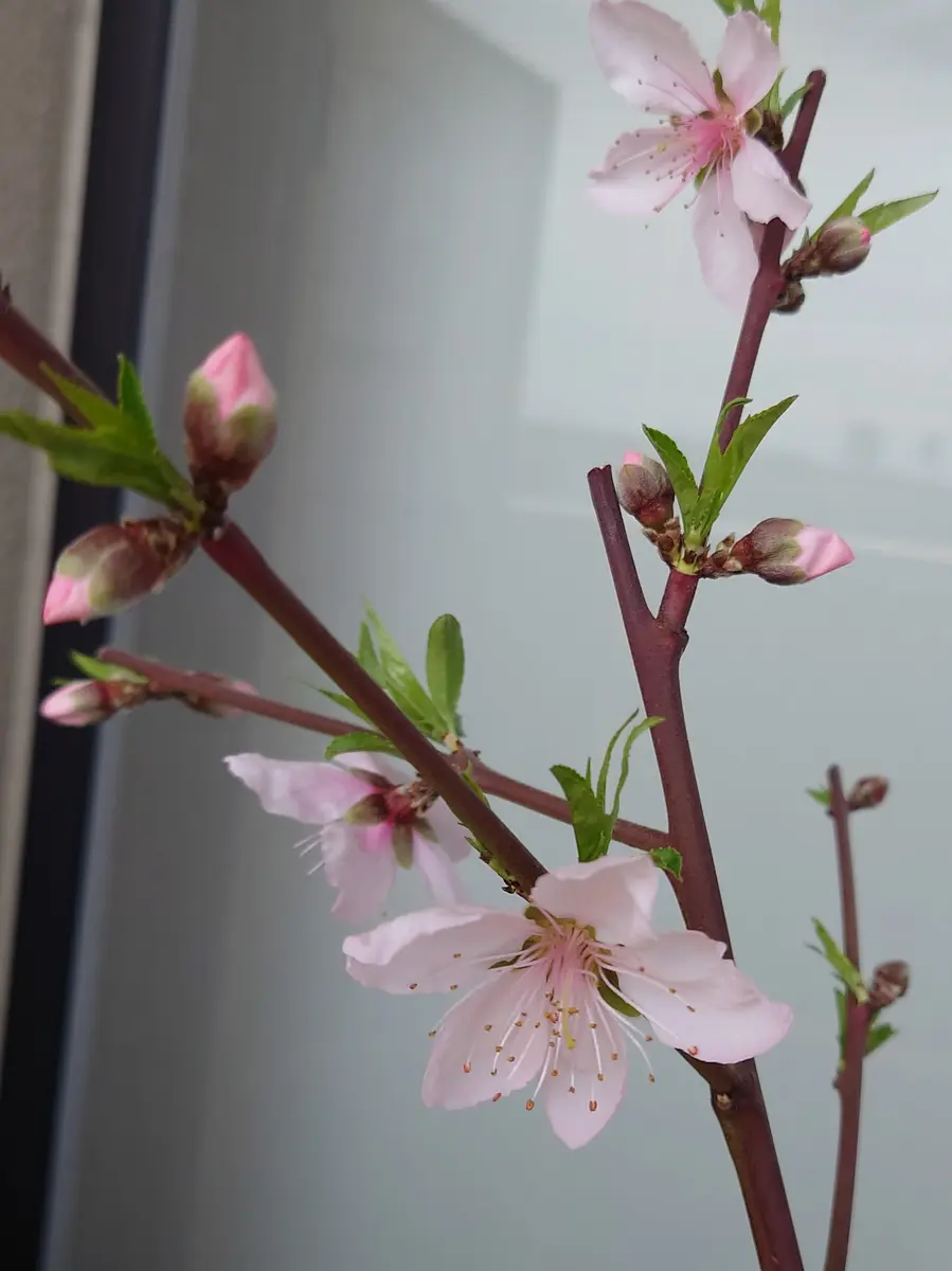 鉢植えで黄桃を育てる（つきあかり）｜そだレポ（栽培レポート