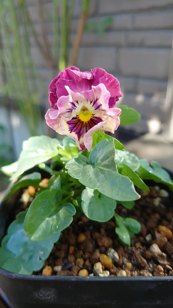 シエルブリエ2 ◇ボリューム満点 2苗◇優しいお色目アイスブルー