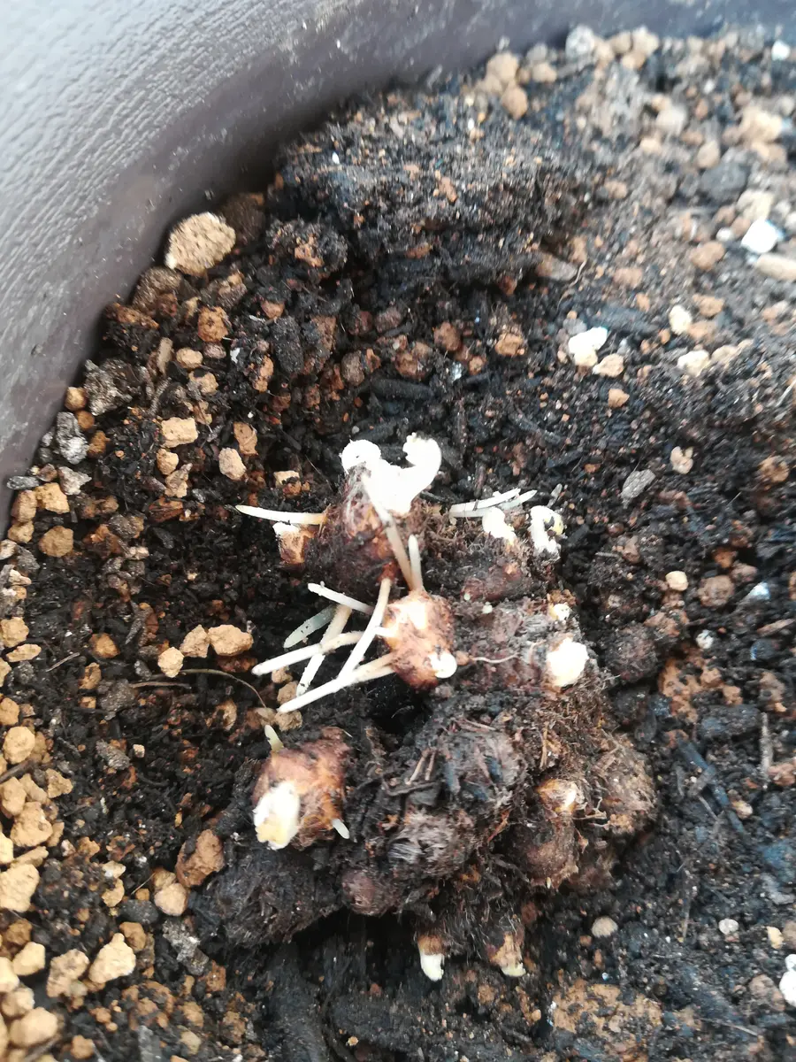 ❣️300h❣️　アネモネ 　球根 ❣️300h❣️ アネモネ 球根 ❣️300h❣️ アネモネ 球根 Amazon.co.jp