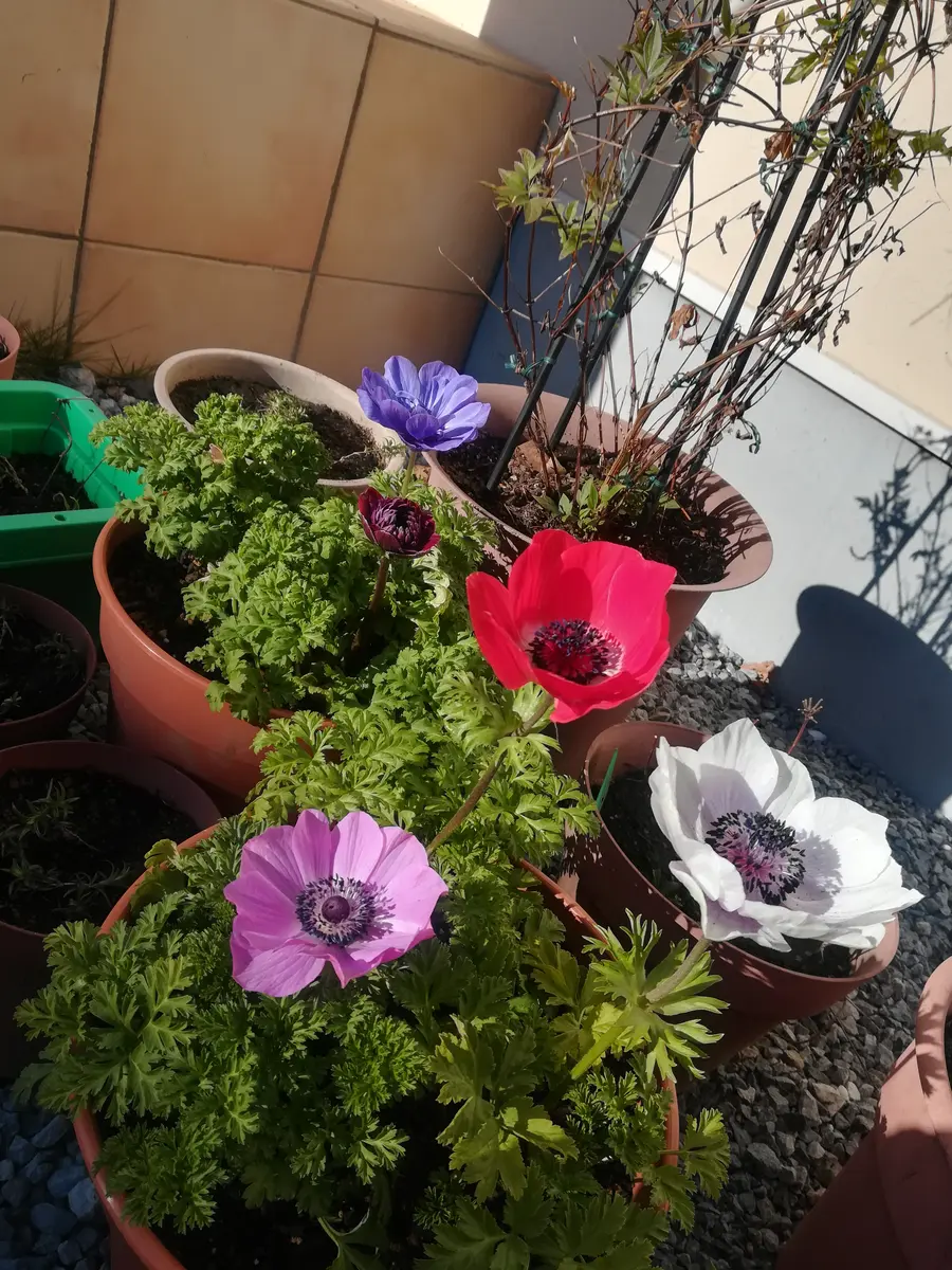 球根から育てるアネモネ 1｜そだレポ（栽培レポート）byチョコみかん