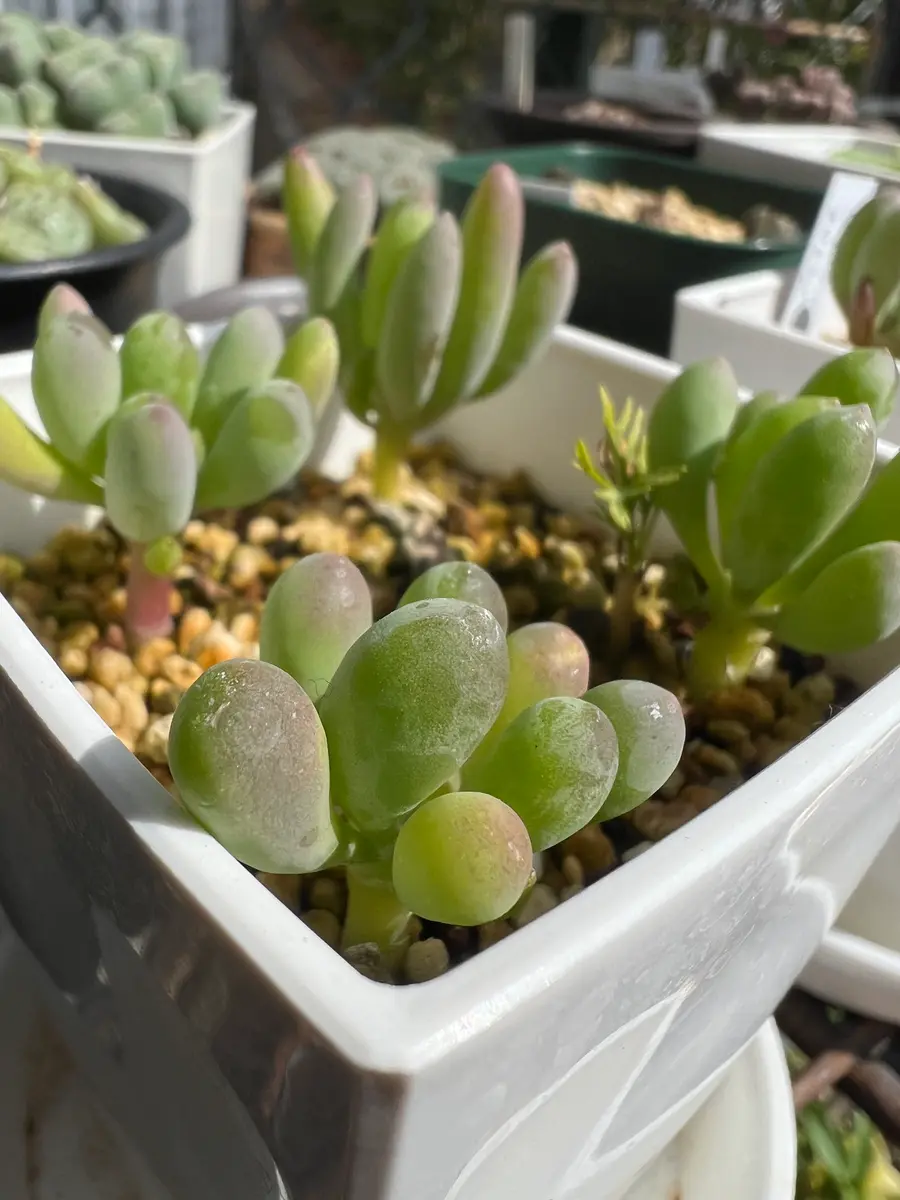 p-o-clavifolia_1-247x296.jpg