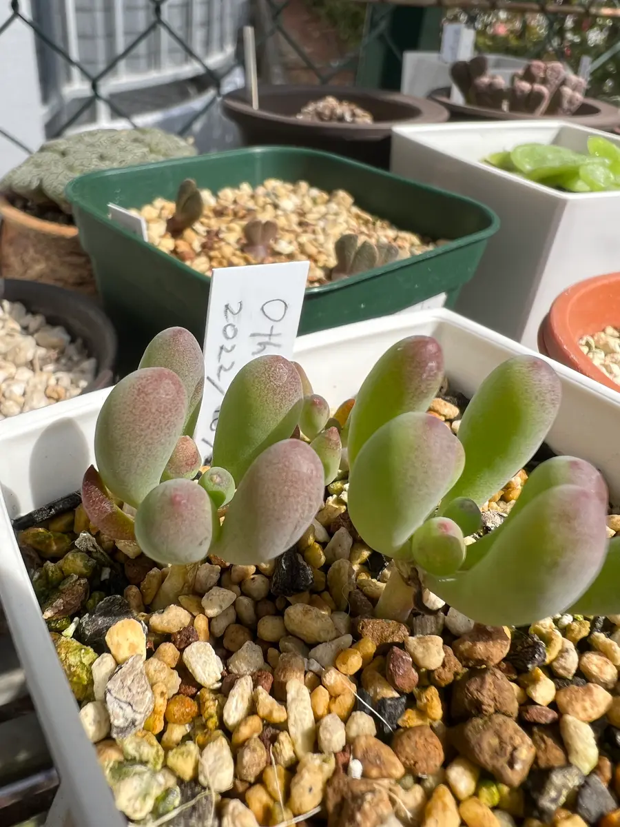 p-o-clavifolia_1-247x296.jpg