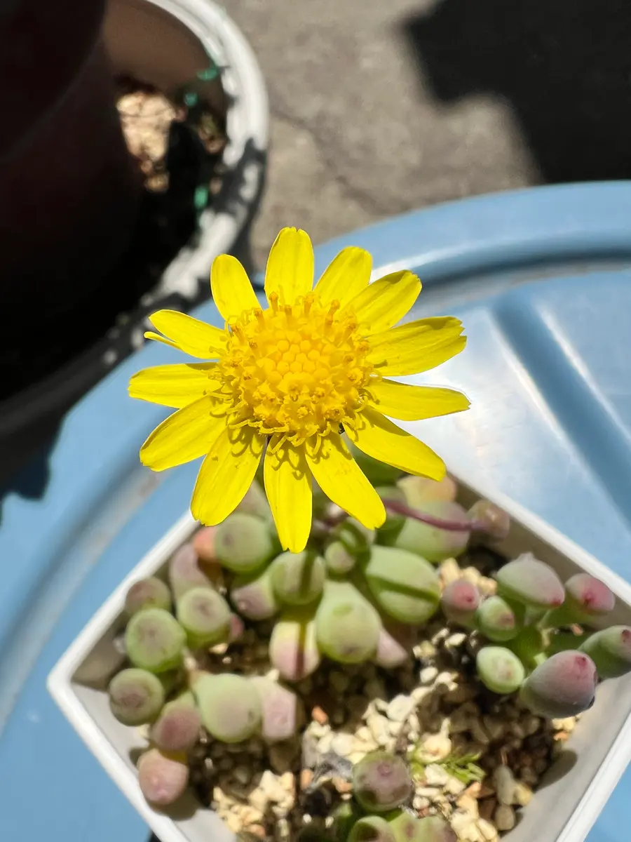 オトンナ・クラビフォリアを種子から育てる‼️｜そだレポ（栽培