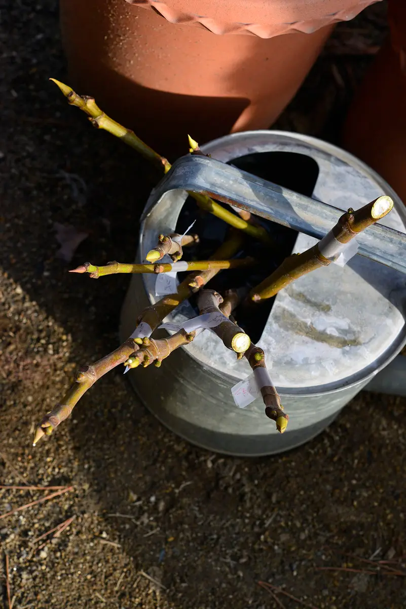 ニッキー品種60種セット！ 本日10時剪定！明日まで！イチジク 穂木