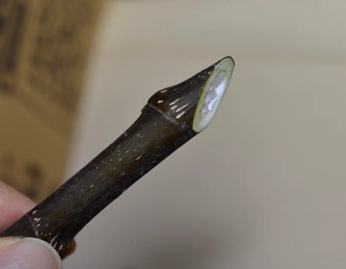 食いしん坊のイチジク栽培Part2｜そだレポ（栽培レポート）by鉢植え100