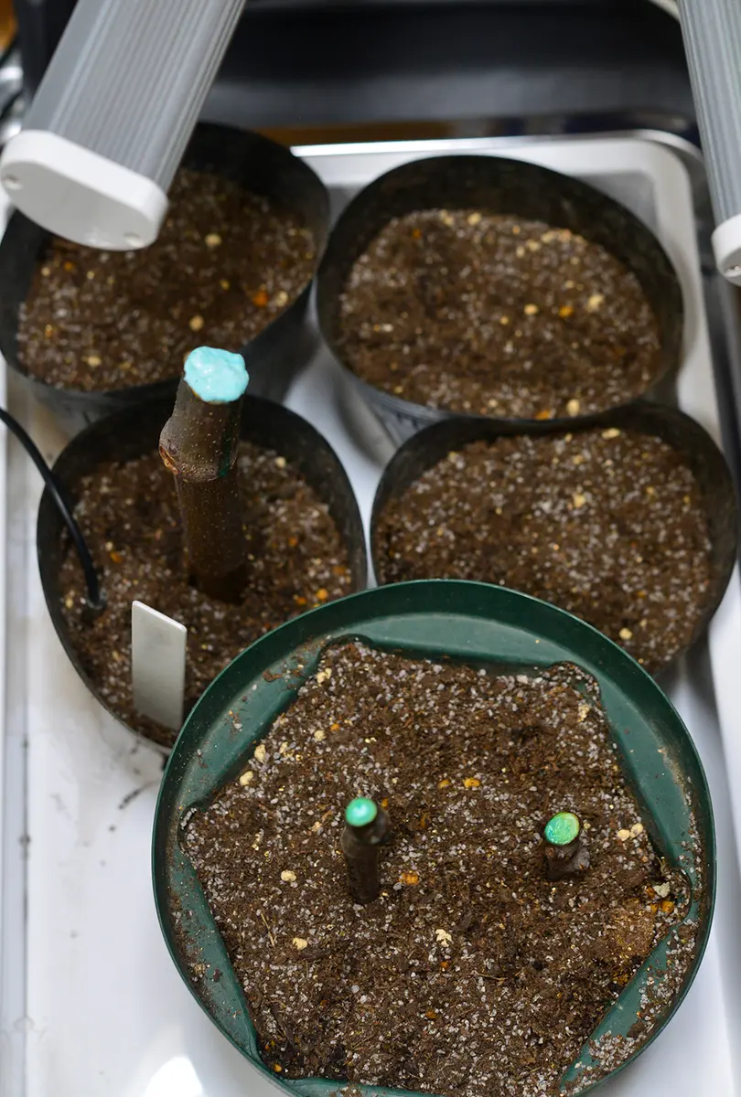 ニッキー品種60種セット！ 本日10時剪定！明日まで！イチジク 穂木