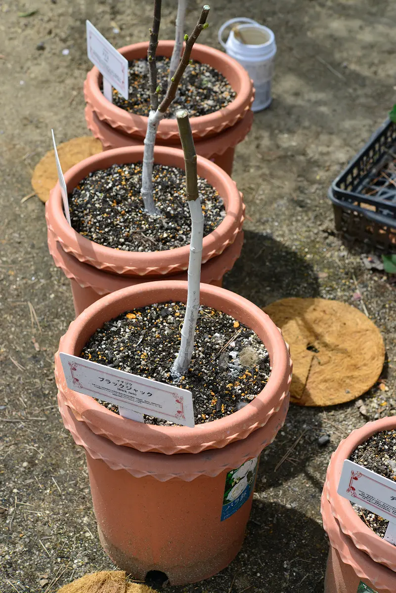 すし太郎様専用 イチジク いちじく 穂木 苗