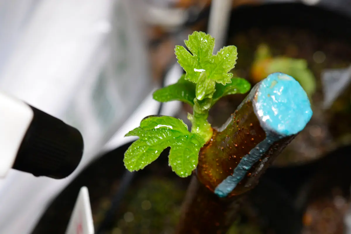 ニッキー品種60種セット！ 本日10時剪定！明日まで！イチジク 穂木