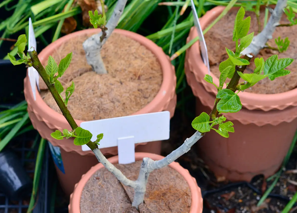 食いしん坊のイチジク栽培Part2｜そだレポ（栽培レポート）by鉢植え100