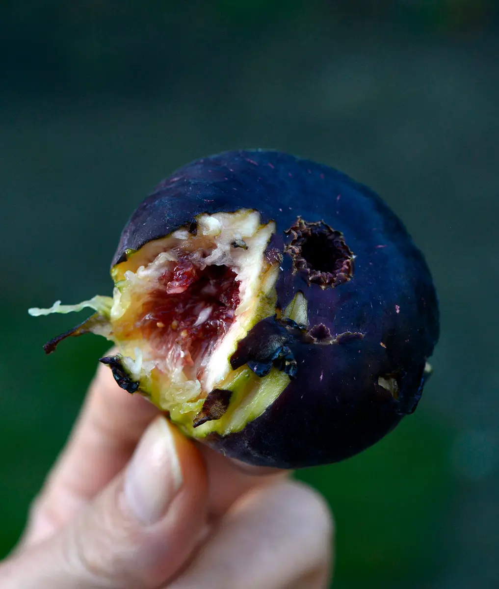 食いしん坊のイチジク栽培Part2｜そだレポ（栽培レポート）by鉢植え100