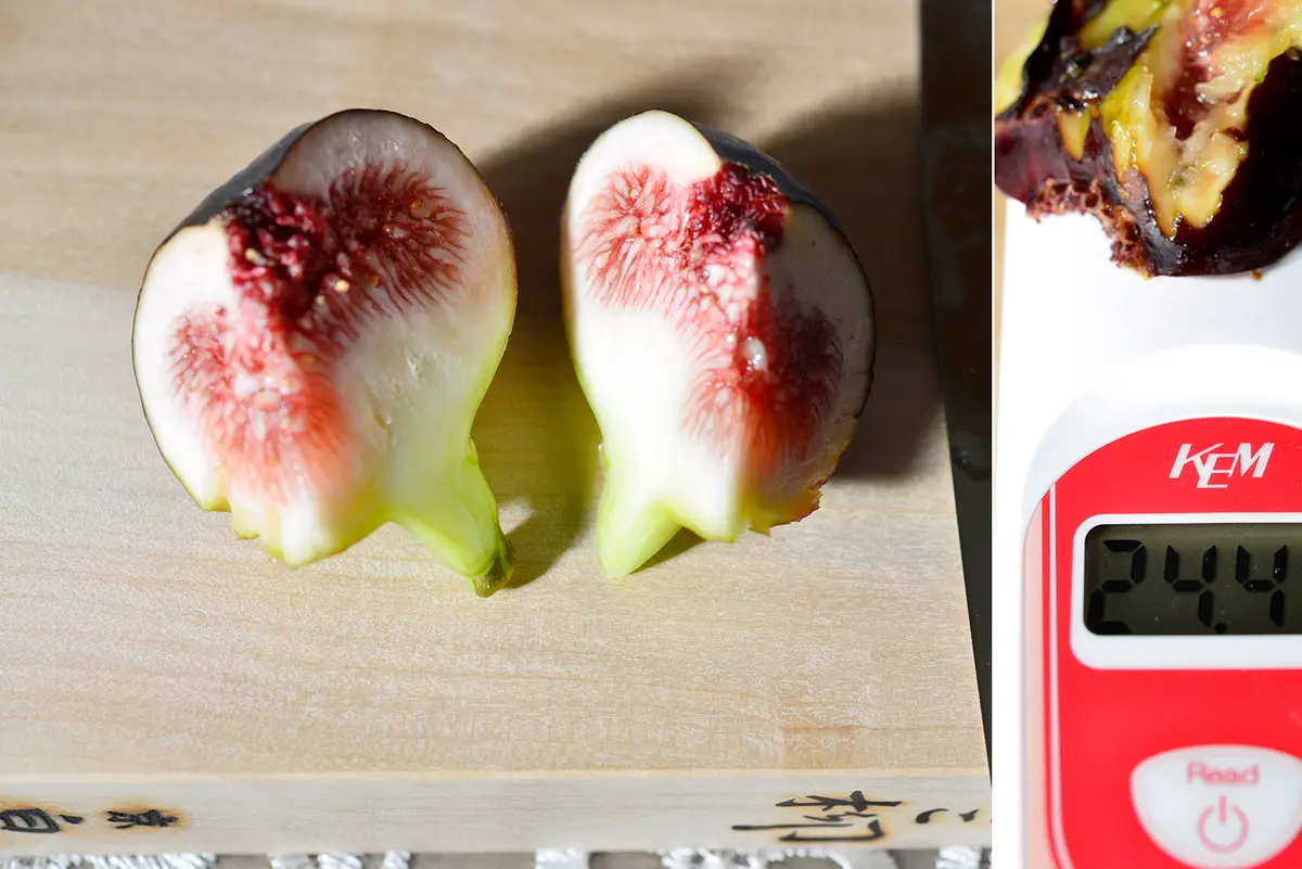 あかいし　いちじく穂木９本 Iraqi イラク 穂木 イチジク - メルカリ