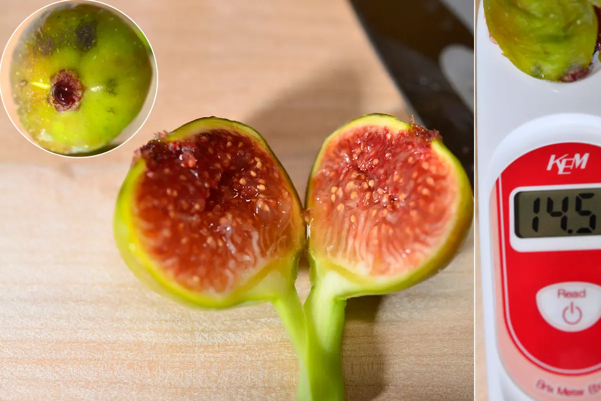 3種セット cda wm GRS 結実確認済みイチジク いちじく 穂木 苗