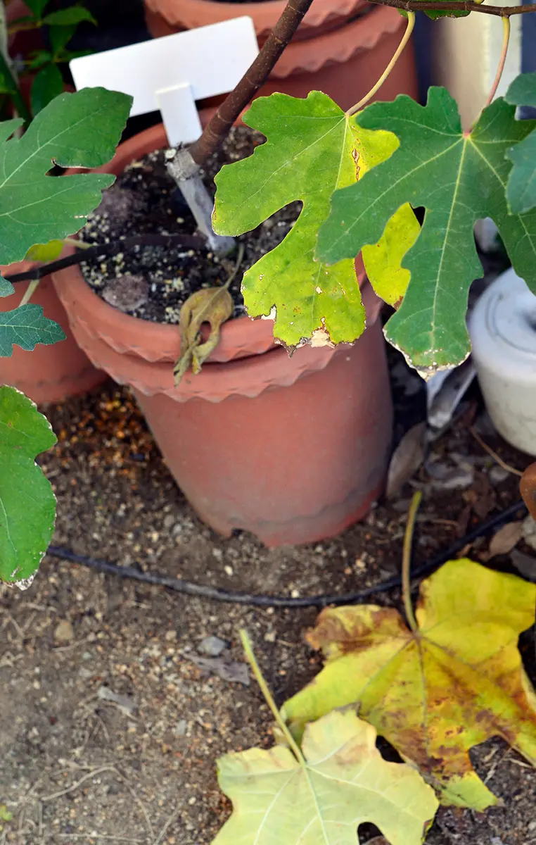 食いしん坊のイチジク栽培Part2｜そだレポ（栽培レポート）by鉢植え100