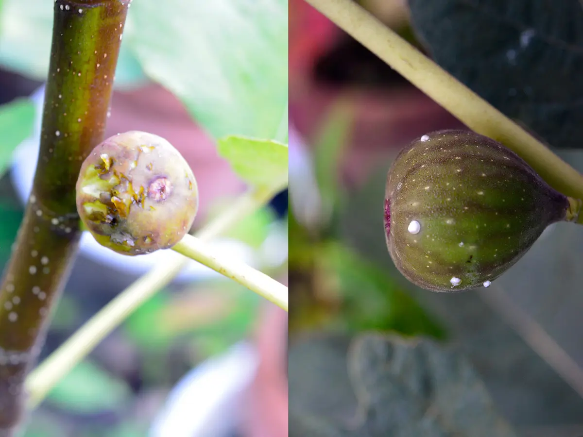 食いしん坊のイチジク栽培Part2｜そだレポ（栽培レポート）by鉢植え100