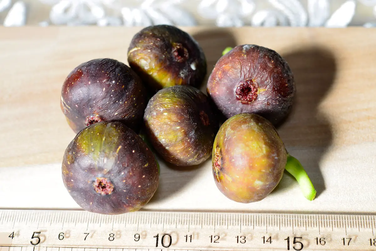 いちじく 10月29日まで 超希少樹種 イチジク シャーアンバー挿し木特大苗