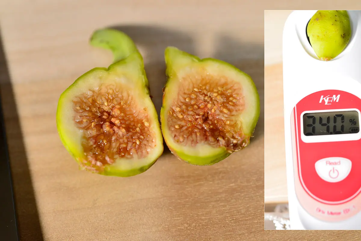 ニッキー品種60種セット！ 本日10時剪定！明日まで！イチジク 穂木