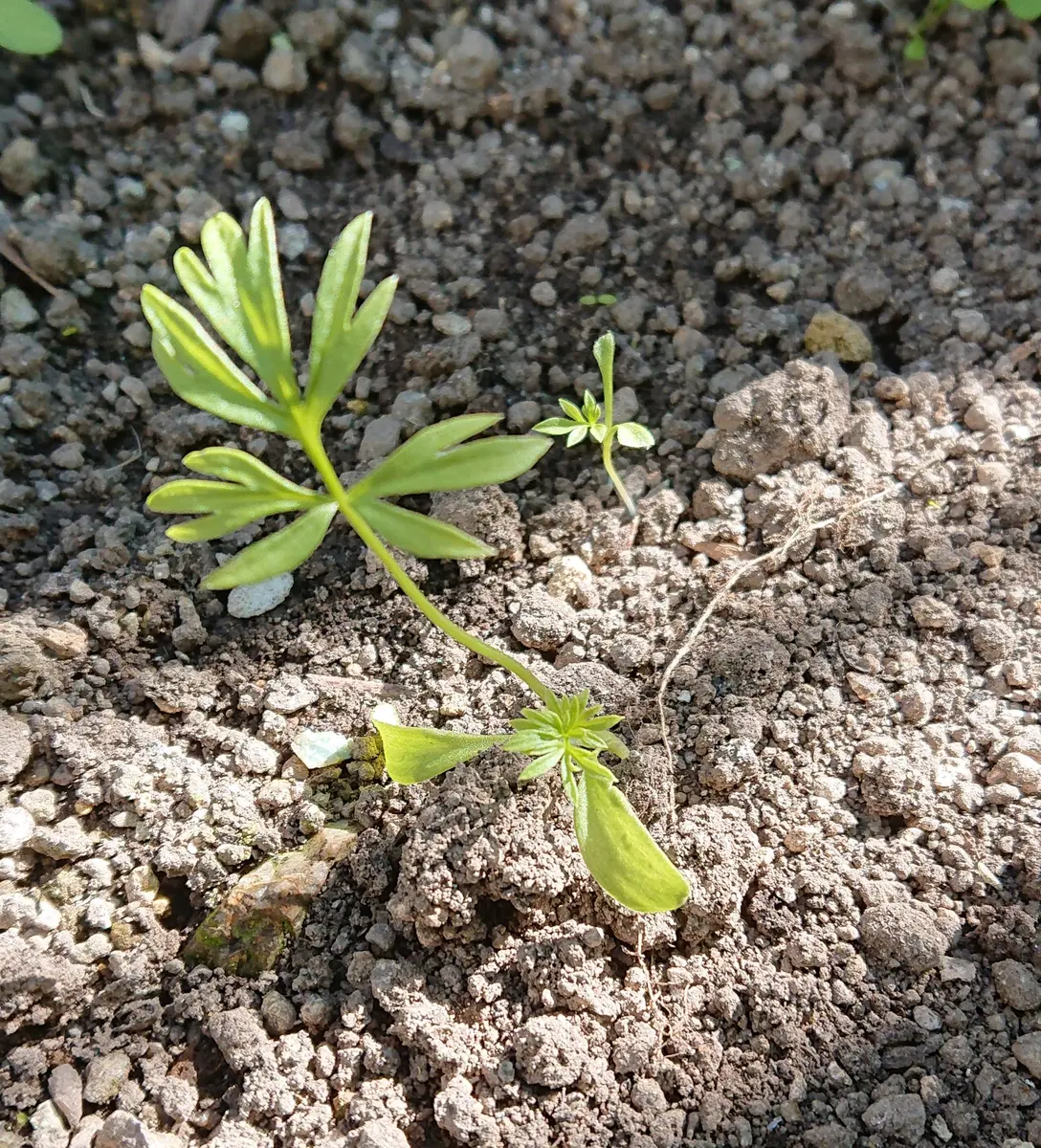 こぼれ種⭐ニゲラ？｜そだレポ（栽培レポート）by理華（たかりんこ