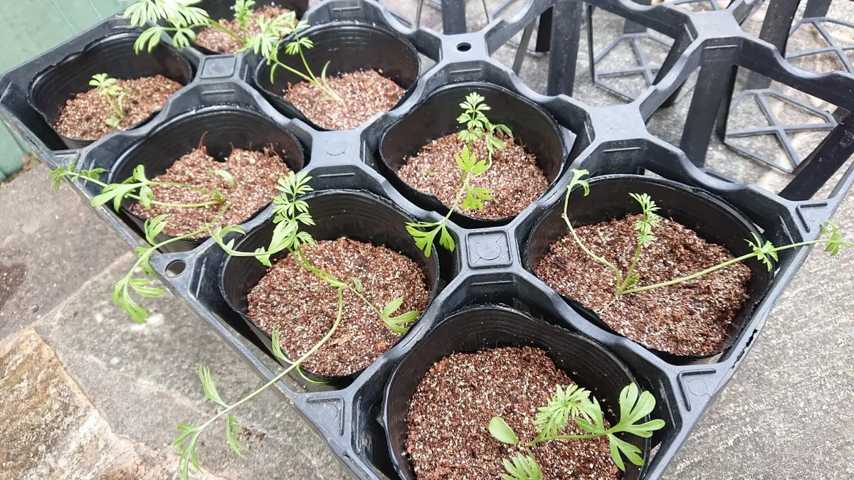 こぼれ種⭐ニゲラ？｜そだレポ（栽培レポート）by理華（たかりんこ