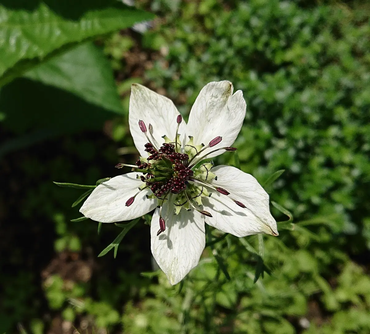 こぼれ種⭐ニゲラ？｜そだレポ（栽培レポート）by理華（たかりんこ