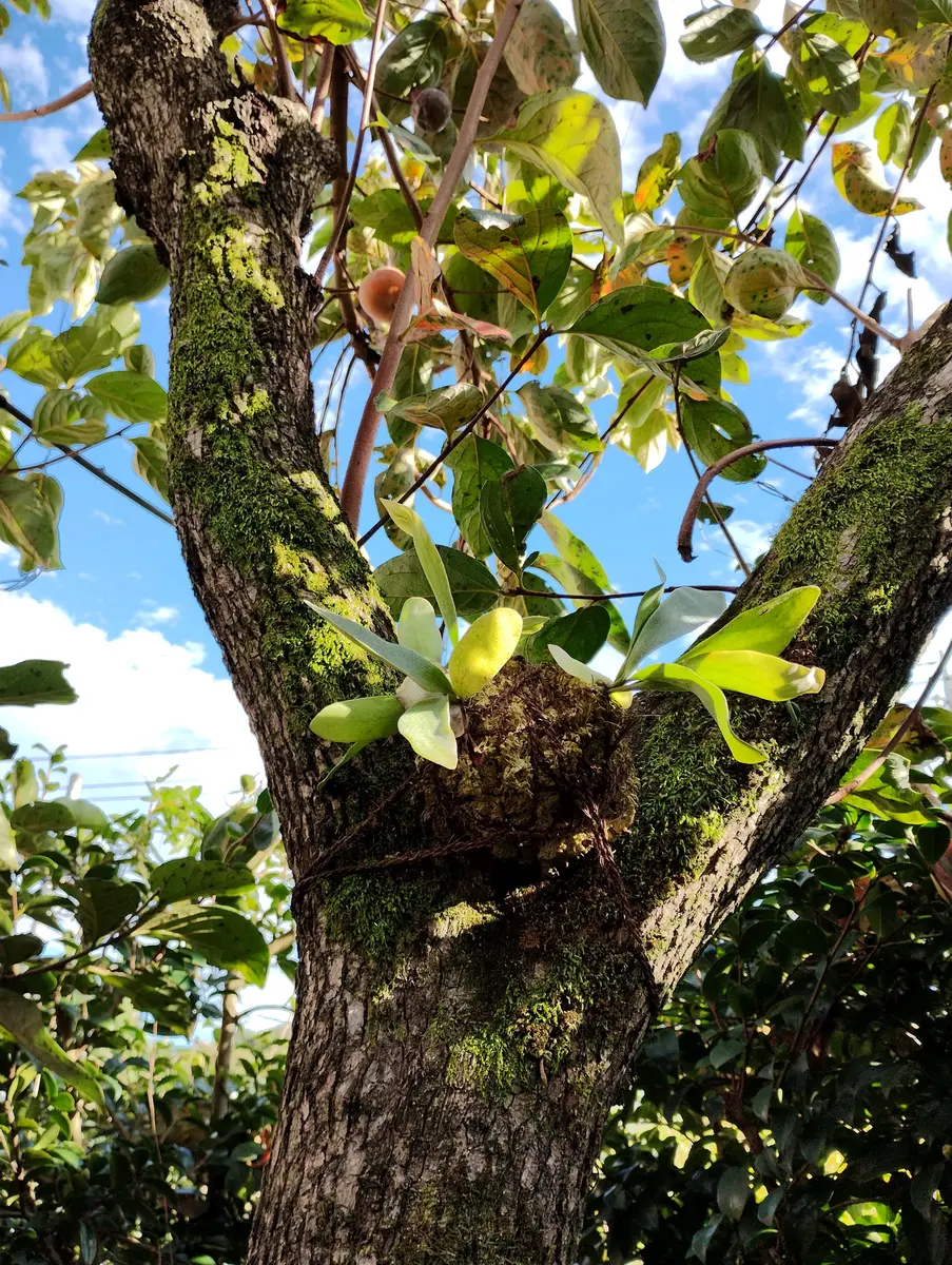 庭の柿の木でビカクシダの着生に挑戦｜そだレポ（栽培レポート）by大仁