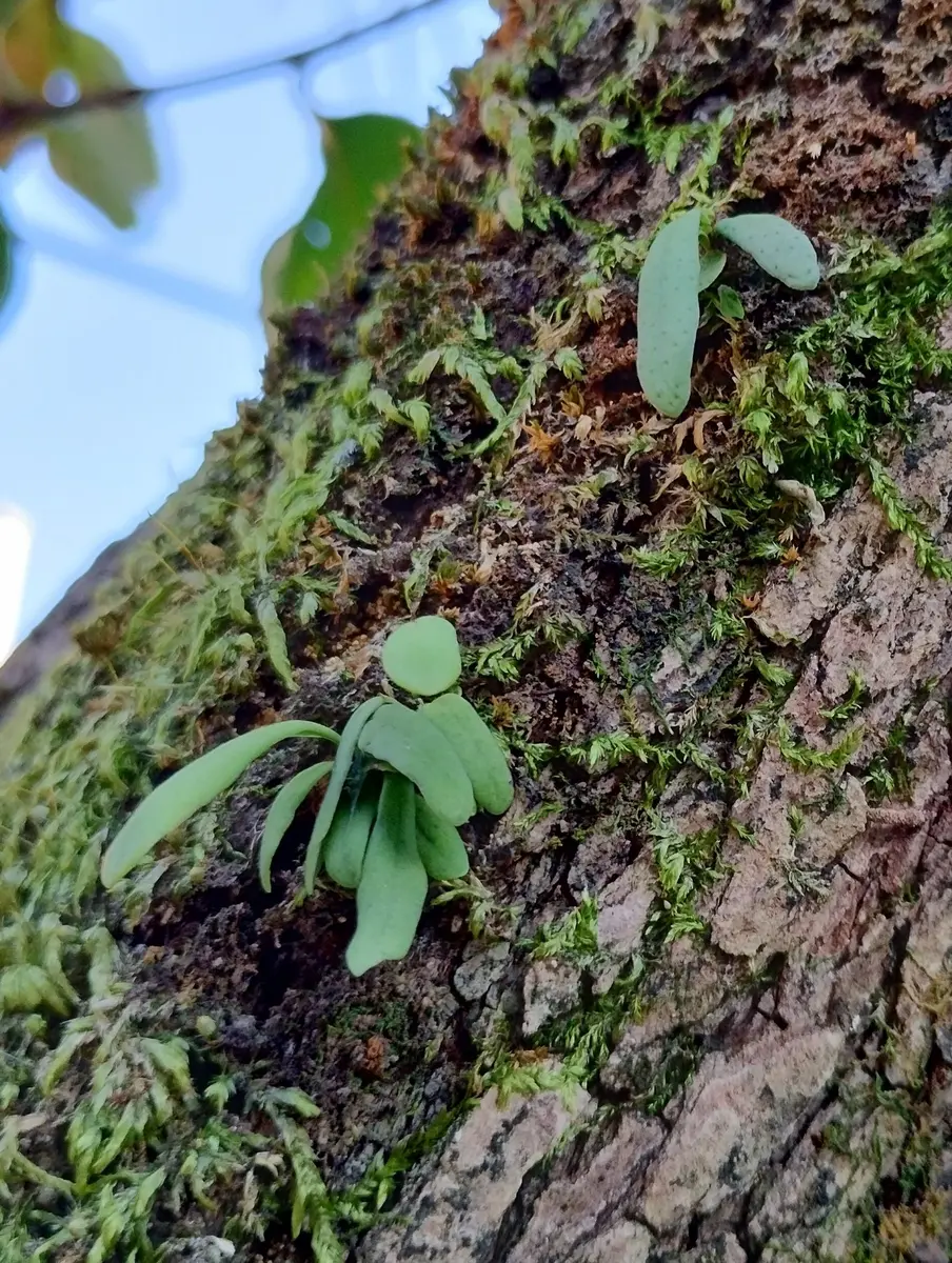 庭の柿の木でビカクシダの着生に挑戦｜そだレポ（栽培レポート）by大仁