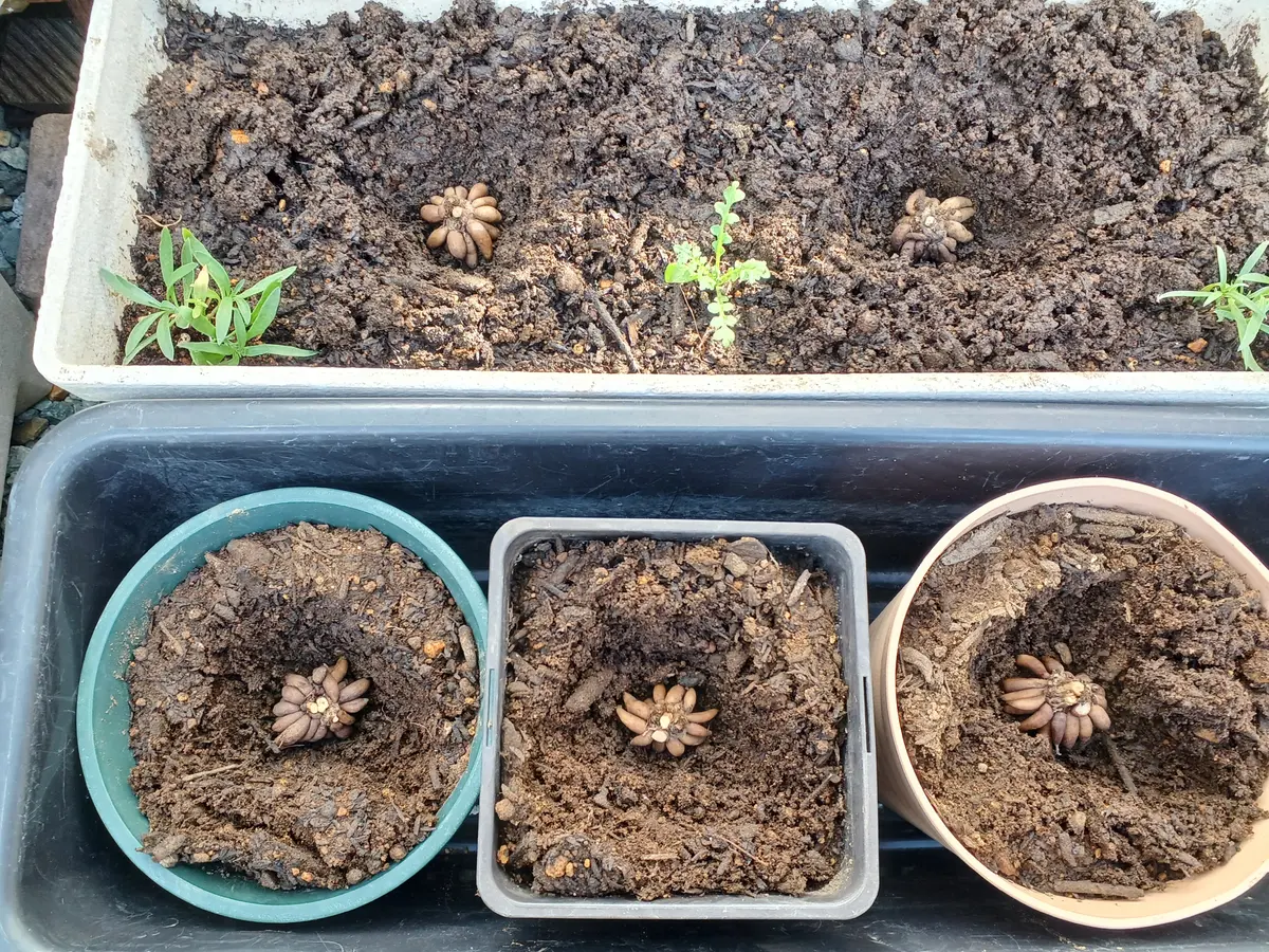 初めて球根からラナンキュラスを育てる｜そだレポ（栽培レポート）by