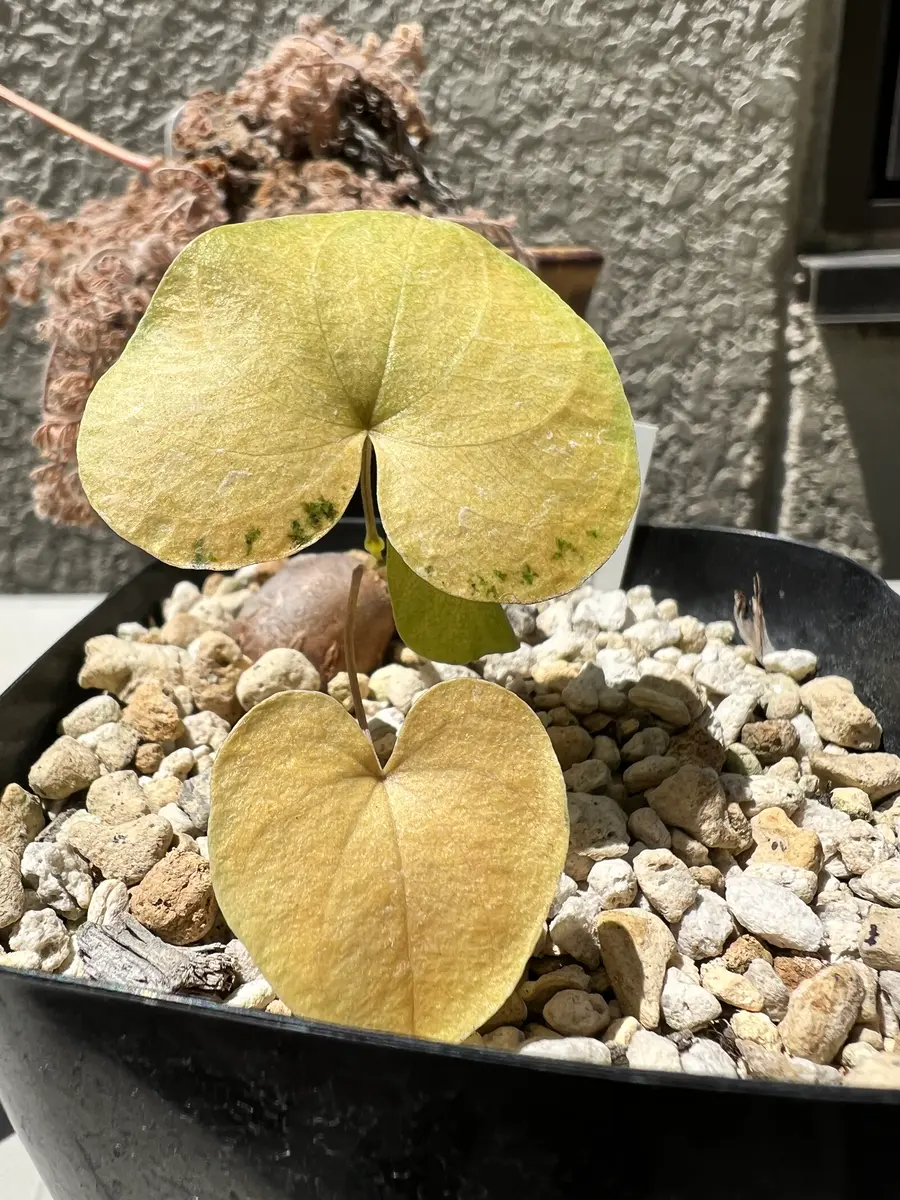 OZWRT Spirit of Dioscorea 亀甲竜