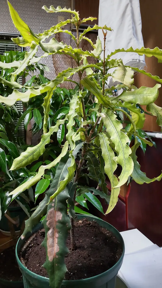 種からマカダミアナッツ栽培2年後｜そだレポ（栽培レポート）by生き