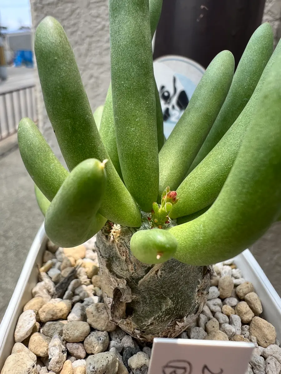 万物想を種子から育てる。｜そだレポ（栽培レポート）byこまっちゃ〜ん