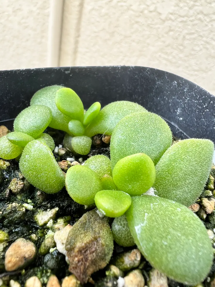 万物想を種子から育てる。｜そだレポ（栽培レポート）byこまっちゃ〜ん