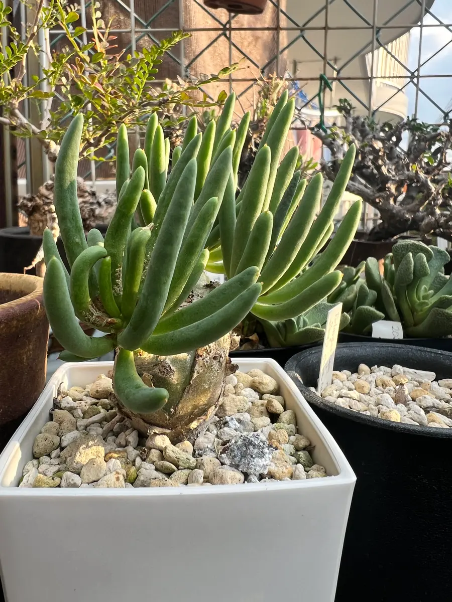 万物想を種子から育てる。｜そだレポ（栽培レポート）byこまっちゃ〜ん