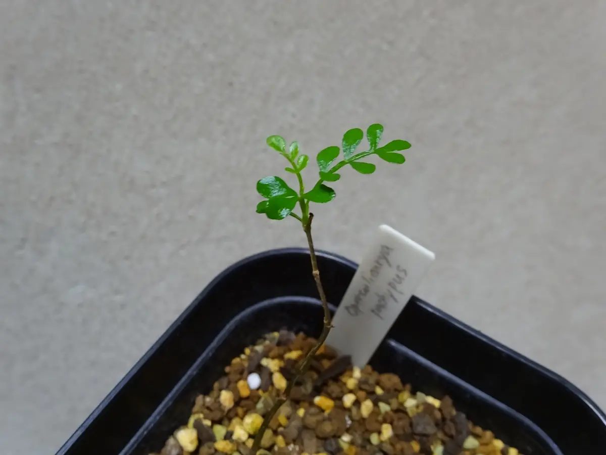 オペルクリカリア・パキプスの実生に挑戦🌱｜そだレポ（栽培レポート
