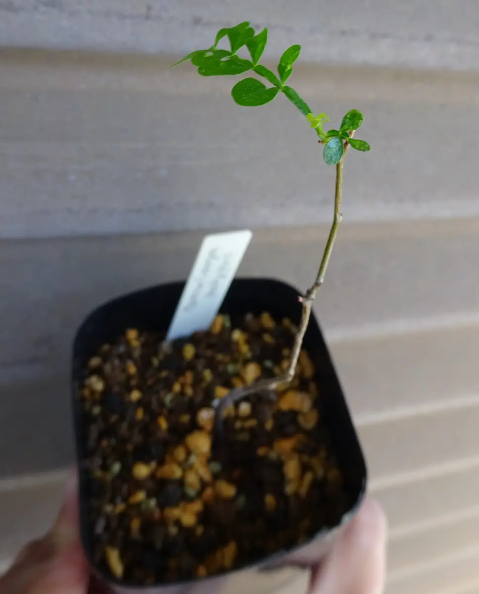 オペルクリカリア・パキプスの実生に挑戦🌱｜そだレポ（栽培レポート