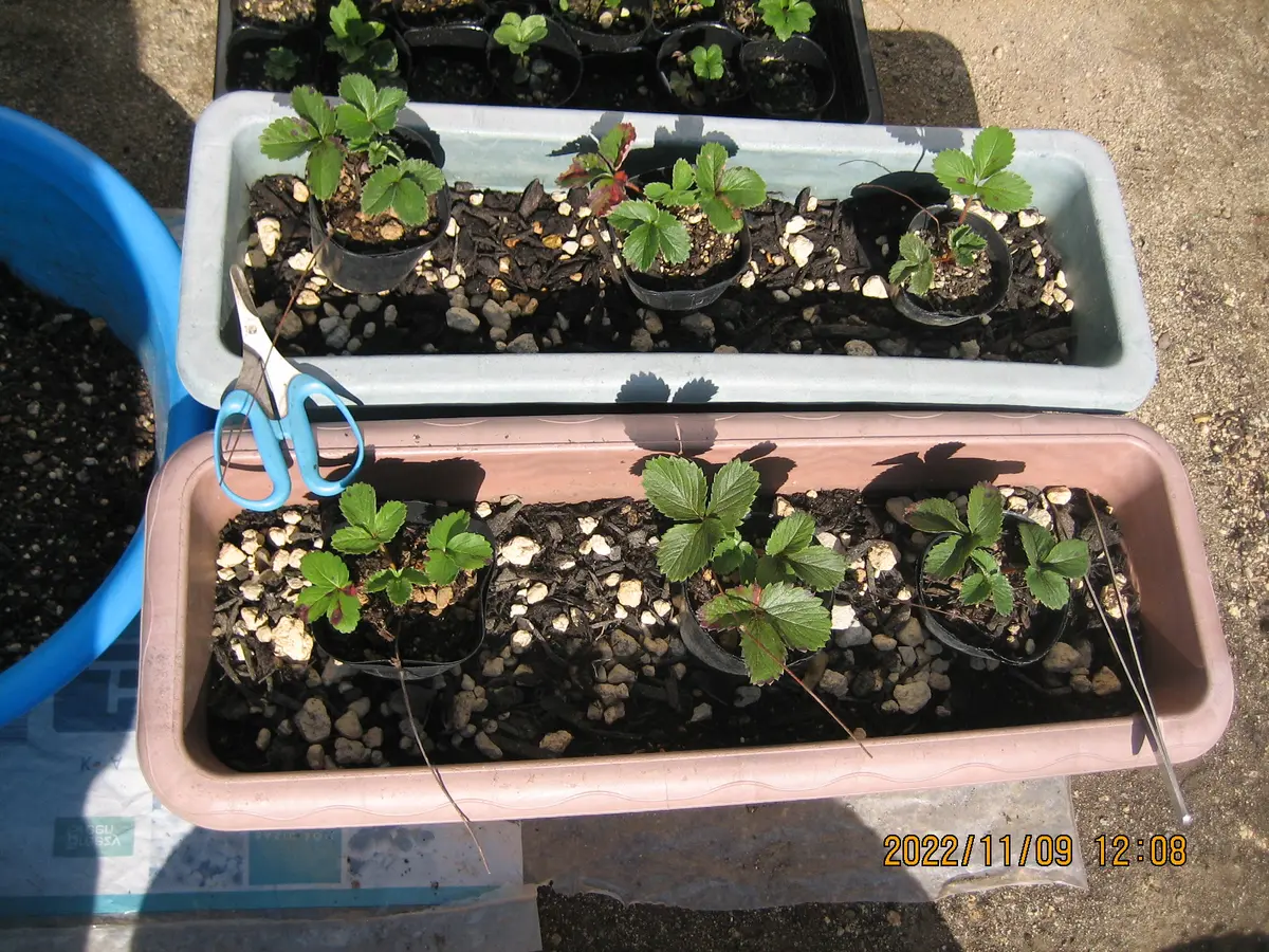 プランターのイチゴ栽培で、収穫100個を目指す🍓｜そだレポ（栽培