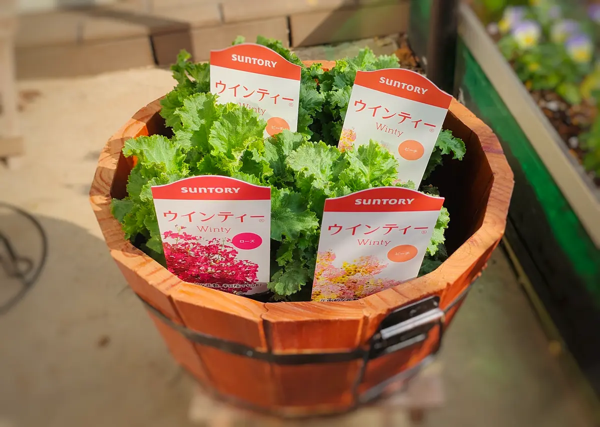 Winnieさま専用（原画）月下のローズガーデン ほか　3点おまとめ ローズフェア with 趣味の園芸｜イベント｜横浜ローズウィーク2021